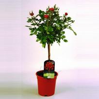 Lauko augalas rožė, Ø 17, 30 - 35 cm, lot. Nordic Beauties Climbers Roses mix