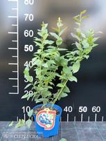 Vaiskrūmis šilauogė, C 5,  Ø 22, 50 - 60 cm, lot. VACCINIUMM