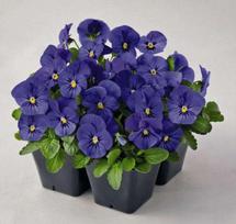 Lauko augalas našlaitė, Ø 9, 10 cm, lot. VIOLA