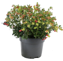 Vaiskrūmis bruknė, C 2,5, Ø 18, 30 - 40 cm,  lot. VACCINIUM VITIS-IDAEA