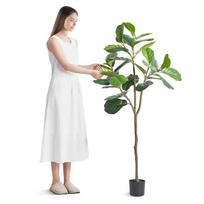 Dirbtinis fikusas 5 ft aukščio