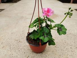Vienmetė gėlė, pelargonija svyranti, vazonėlio skersmuo 11 cm.