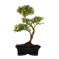 Ilex Crenata Bonsai P15