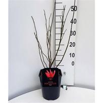 Lauko augalas magnolija, daugiametis, Ø 21, 50 cm, lot. Magnolia Susan