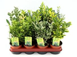 Lauko augalas ožekšnis, daugiametis, Ø 10,5, 25 cm, lot. Euonymus japonicum mix
