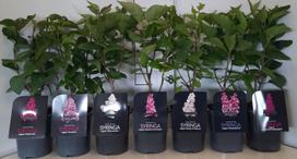 Lauko augalas Alyva, daugiametis, Ø 17, 30 cm, lot. Syringa mix