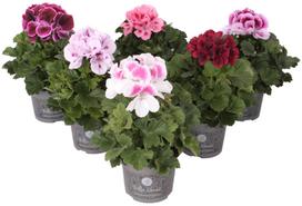Lauko augalas pelargonija, Ø 12, 30 cm, lot. Pelargonium gra. Bella Donna
