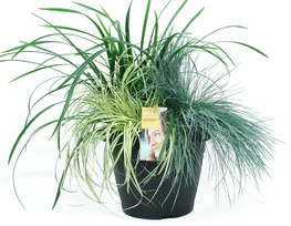 Dekoratyvinių žolių kompozicija, Ø 30, 55 cm, TRIO COLLOR GRASSENMIX DECO
