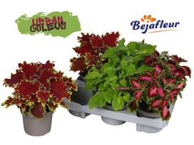 Lauko augalas margenis, Ø 12, 30 cm, lot. Coleus
