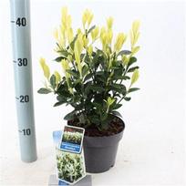 Lauko augalas ožekšnis, daugiametis, Ø 17, 30 cm, lot. Euonymus japonicus mix