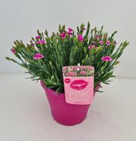 Lauko augalas gvazdikas, Ø 17, 30 cm, lot. Dianthus Pink Kisses