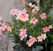 Lauko augalas Oleandras, Ø 17, 55 cm, lot. Nerium oleander
