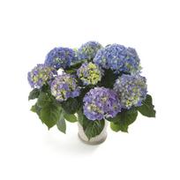 Lauko augalas didžialapė hortenzija, Ø 23, 40 cm, lot. Hydrangea mac. Mix