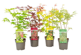 Lauko augalas klevas, Ø 10,5, 30 cm, lot. Acer palm. mix