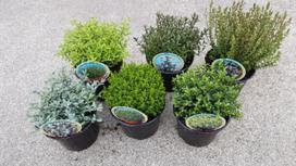 Lauko augalas hebė, daugiametis, Ø 15 , 25 - 35 cm, lot. Hebe Green globe