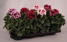Lauko augalas pelargonija, Ø 12, 25 cm, lot. Pelargonium grandi. mix