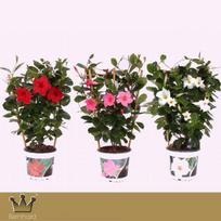 Lauko augalas Mandevila, Ø 23, 45 cm, lot. Mandevilla