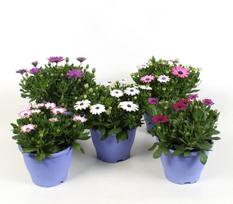 Lauko augalas Kaulasėklis, Ø 19, 30 cm, lot. Osteospermum
