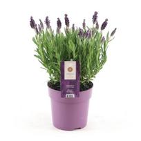 Lauko augalas levanda, daugiametis, Ø 12, 25 cm, lot. Lavandula sto. Anouk