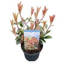 Lauko augalas Fotinija, Ø 17, 35 cm, lot. Photinia fra. Little Red Robin