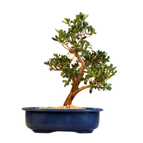 Žydintis Satsuki azalijos bonsai iš Japonijos P23
