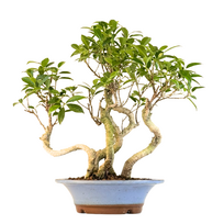 Ficus Bonsai S formos P22 5x miškelis