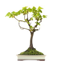 Bonsai Kaštonas (Aesculus)