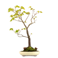 Liepa bonsai (Tilia) P30