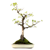 Bonsai beržas (Betula) P40 exklusiv