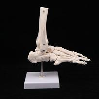 Anatominis žmogaus rankos ir pėdos skeleto modelis, rodantis alkūnę ir stipinkaulį, vaizduojantis natūralų žmogaus rankos ir pėdos judesį hand