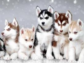 5D Diy Diamond Painting Mosaic Husky Dog Embroidery Cross Stitch Set Animal Full Square/Round Home Decor Full Round 20x30CM