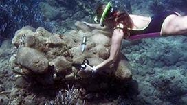 Minoan Shipwreck at Pseira, Crete
