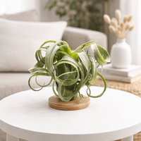 Tillandsia Curly Slim