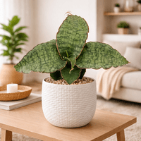 Sansewieria kirkii Silver Blue