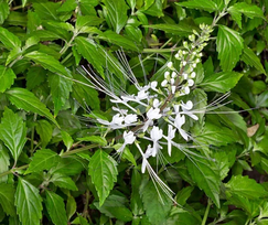 KANAPŪKIS Inkstažolė
