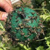 Drosophila viliojimo rutulys, vaisinių musių gaudyklė, lipnus vabzdžių rutulys, citrusinių adatų bičių vaisių muselė, geltonai žalias uodų kamuoliukas, vabzdžių gaudyklė 1pcs žalia