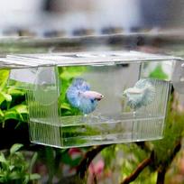 Akvariumas Fish Tank Guppy dvigubo veisimo veisėjas auginimo spąstų dėžė perykla