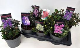 Dekoratyvinis krūmas, rododendras, įvairūs, vazonėlio skersmuo 17 cm.