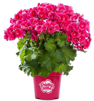 Lauko augalas pelargonija, Ø 12, 30 cm, lot. Pelargonium gra. Angel Parfum