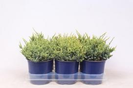 Lauko augalas žvynuotasis kadagys, Ø 15, 25 cm, lot. Juniperus squam. Holger