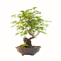 Bonsai Klevas ant uolos (Acer palmatum) P17