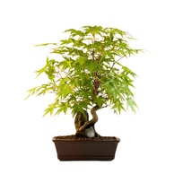 Bonsai Klevas ant uolos (Acer palmatum) P18