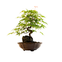 Bonsai Klevas ant uolos (Acer palmatum) P18