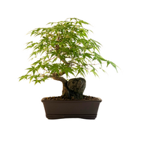 Bonsai Klevas ant uolos (Acer palmatum) P20