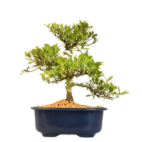 Žydintis Satsuki azalijos bonsai iš Japonijos P18 ,,Matsu-Kagami''