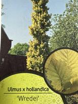 Dekoratyvinis medis, guoba "Wredei", vazonėlio skersmuo 21 cm.