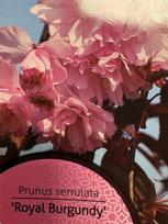 Dekoratyvinis medis, sakura "Royal Burgundy", vazonėlio skersmuo 23 cm.