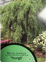 Dekoratyvinis medis, beržas "Youngii", vazonėlio skersmuo 21 cm.