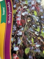 Dekoratyvinis medis, beržas karpotasis "Purpurea", vazonėlio skersmuo 33 cm.