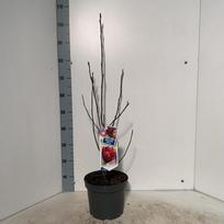 Dekoratyvinis medis, magnolija "Genie", vazonėlio skersmuo 23 cm.